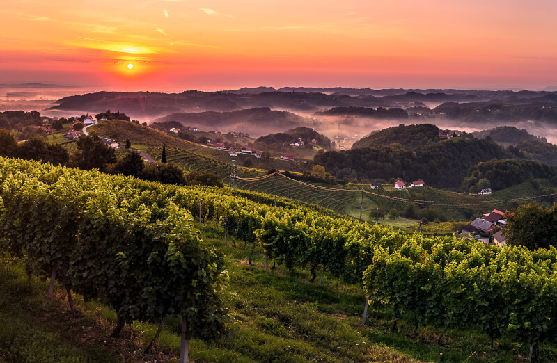 Vinha Haloze Eslovénia