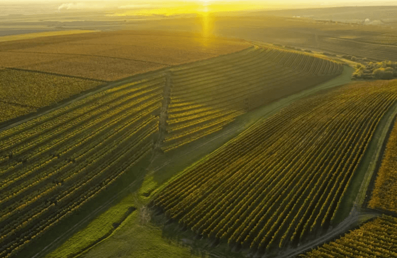 Paisagem Cramele Recas