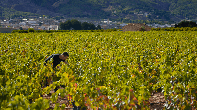 Arbeit in einem Weinberg der Genossenschaft Arbeit in einem Weinberg der Genossenschaft