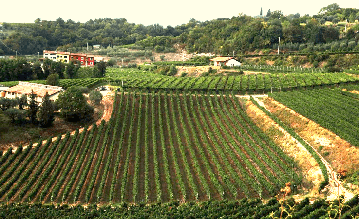 Weinberge Antiche Terre Venete