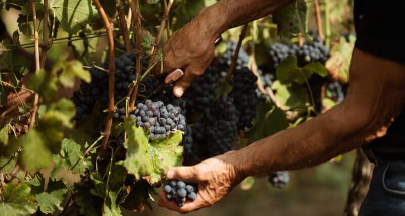 weingut-vinicola_federici-weinberg