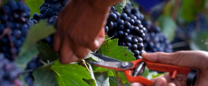 O Pinot Noir faz simplesmente parte do Cap Classique de Graham Beck.