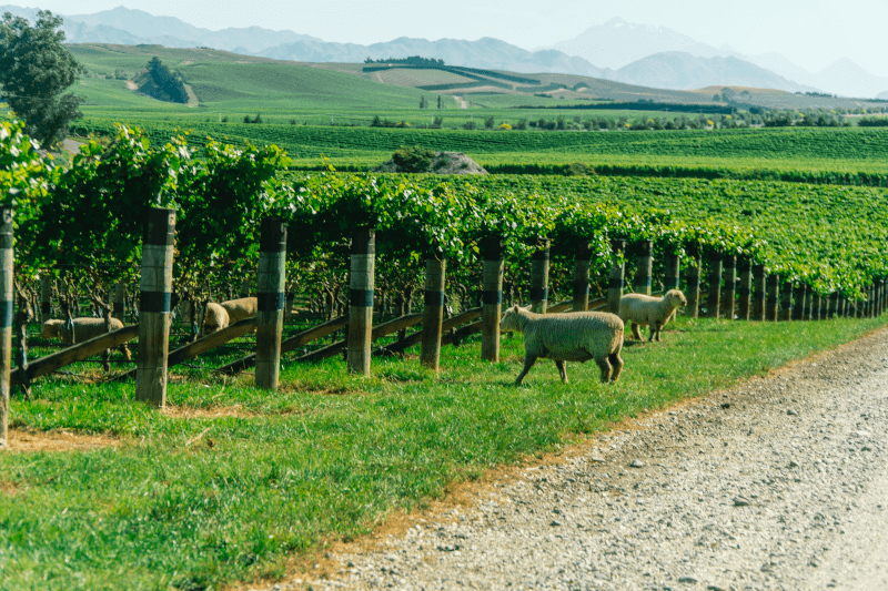 Schafe-im-Weinberg-in-Neuseeland