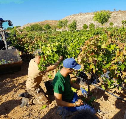 Colheita na Finca la Estacada