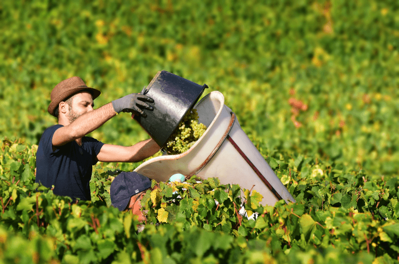 Lese an der Côte d'Or