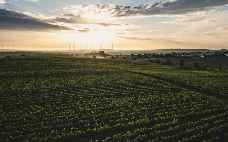 Vinhas do Weingut Winter
