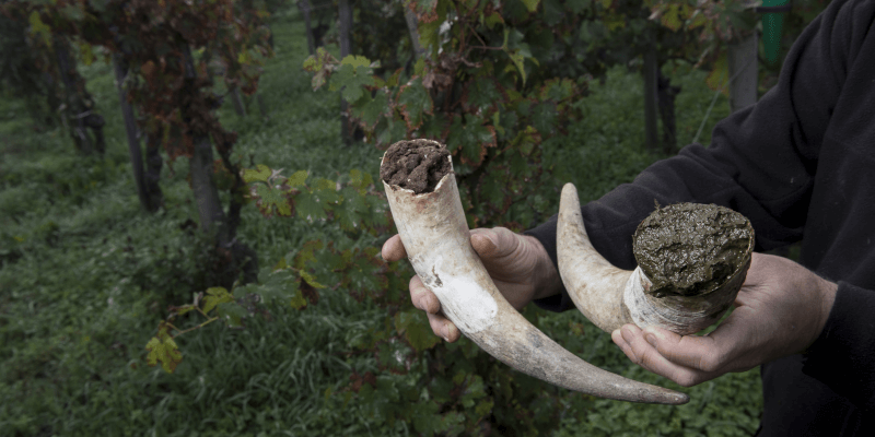 Hornmist ist eine typische Maßnahme im biodynamischen Weinbau