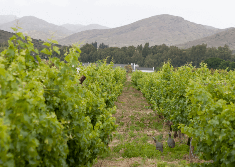 Globus Wine Weinbergansicht