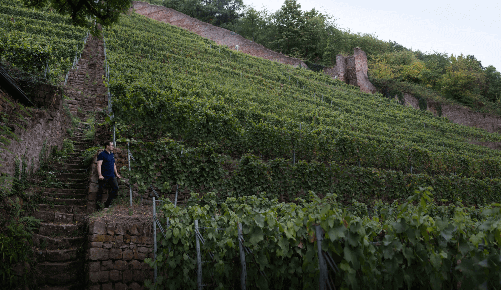 Adega Fuerst vinhas Schlossberg