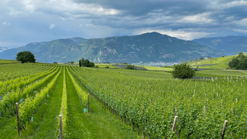 Kellerei Schreckbichl Weinberge