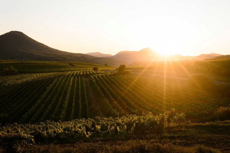 Ellermann-Spiegel Weinberg Ellermann-Spiegel Weinberg