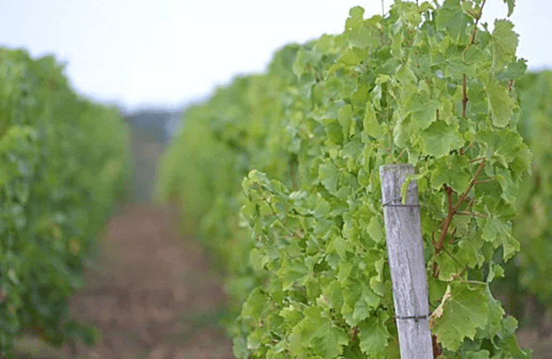 Domaine Cordaillat Weinpflanze Domaine Cordaillat Weinpflanze