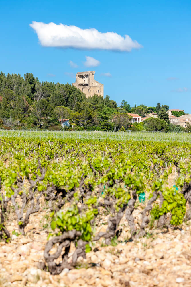 Vinhas em Châteauneuf-du-Pape