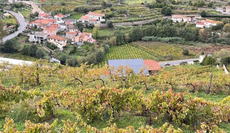 weingut-and_wines-weinberg-2