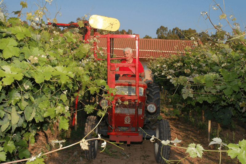 Vinícola Koukos Vinhateiro