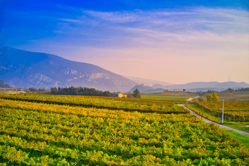 Landschaft im Valpolicella