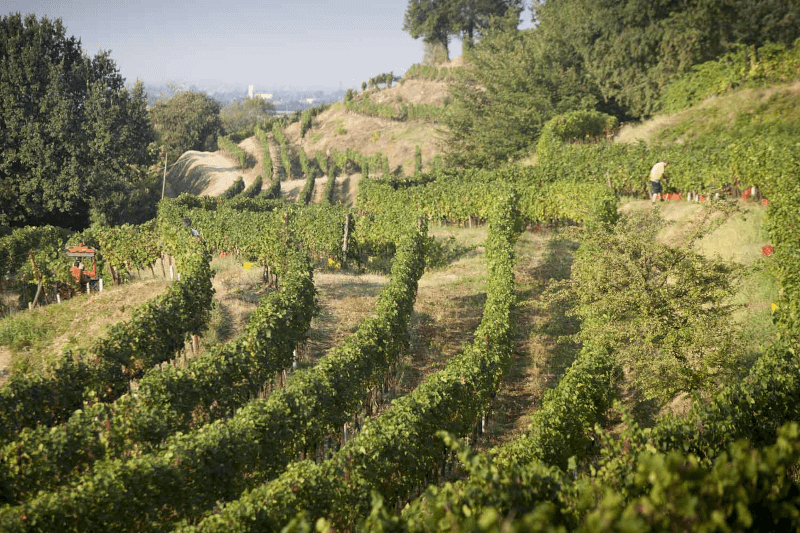 Weingut Cascina Carabella Landschaft