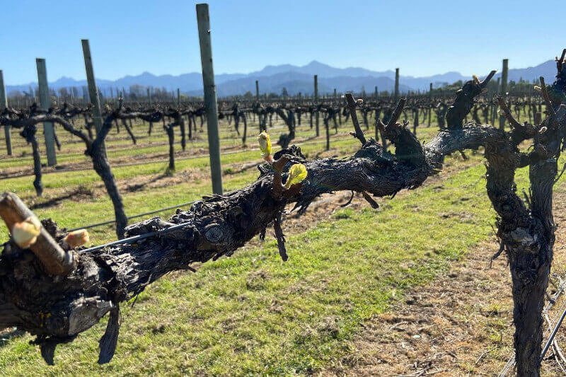 Videiras de Chardonnay na vinha Dillon, Mount Riley