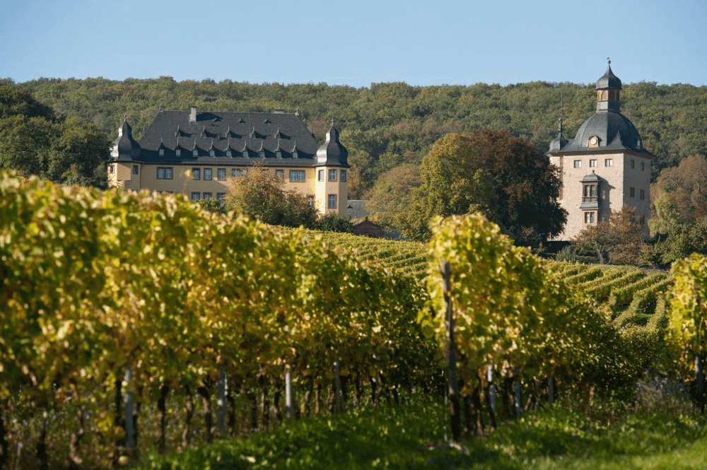 Schloss Vollrads Weinberge