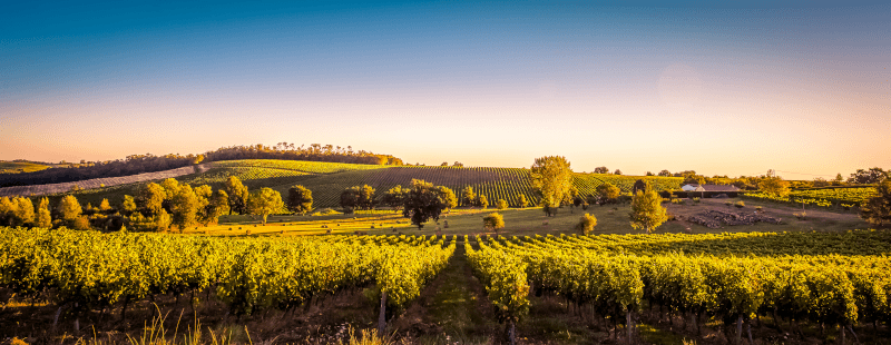 Bordeaux Weinberg Bordeaux Weinberg