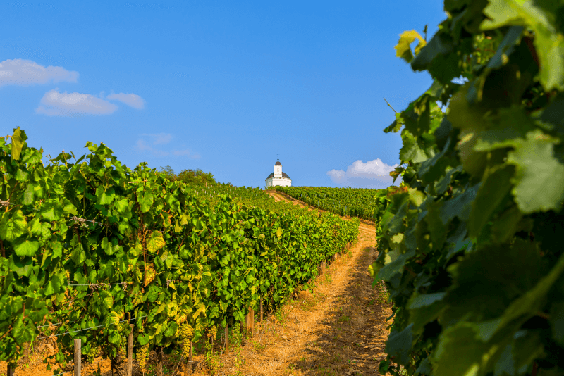 Vinhedos de Tokaj