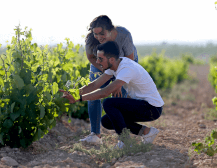Cuidado com as vinhas na Castano
