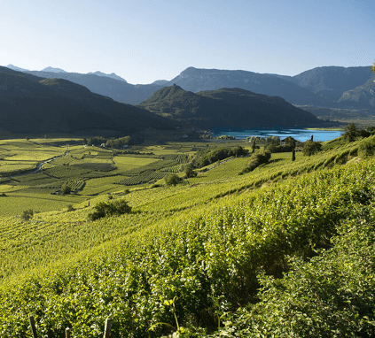 Anbaugebiet von Kaltern