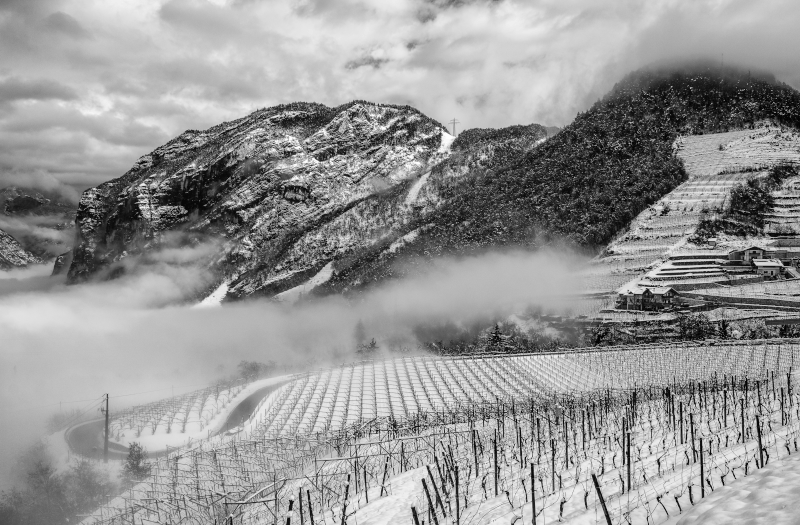 Vinhedos no Trentino Vinhedos no Trentino