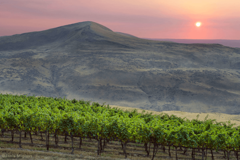 Weingut 14 Hands Landschaft