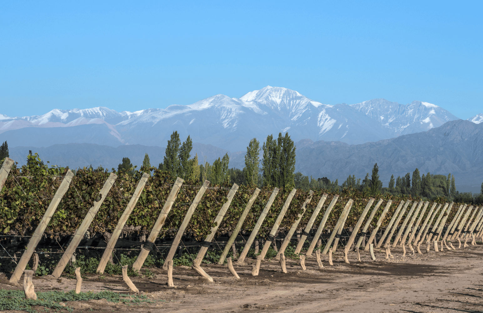 Ochagavia Weinberge Ochagavia-Wineyard
