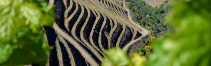 Os socalcos serpenteiam em torno da vinha da Quinta do Portal