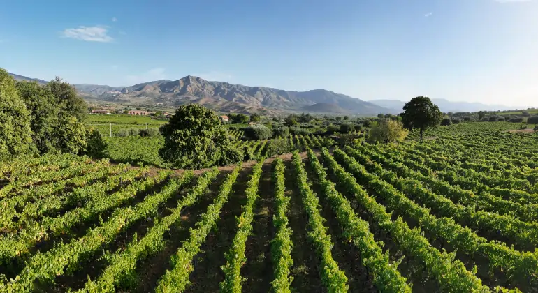 Rosé de todo o mundo e em todas as suas facetas - pack de degustação 6x