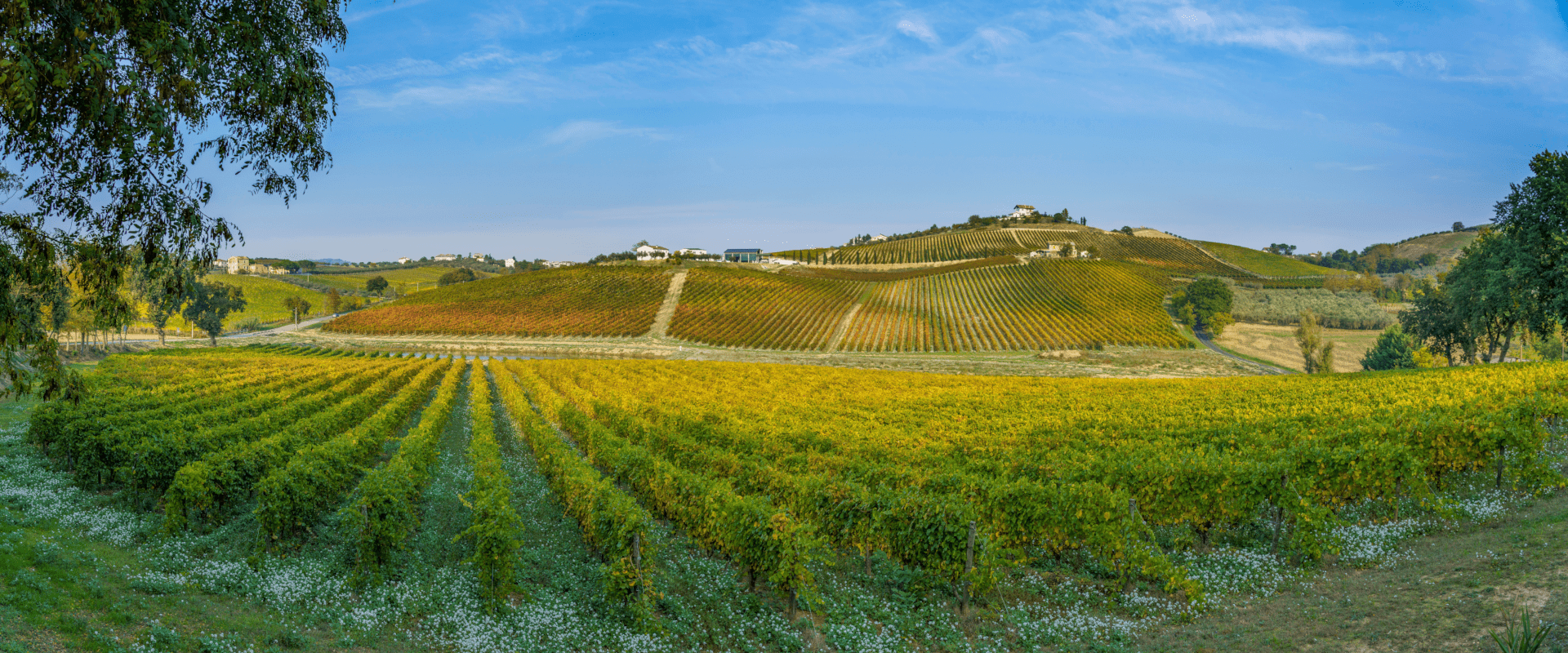 Vinhedo Montepulciano d'Abruzzo Vinhedo Montepulciano d'Abruzzo