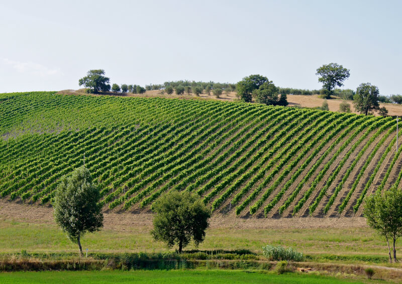 Cantine Gentili Weinberge