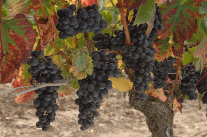 Trauben in voller Reife