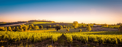 Weinberge im Bordeaux Weinberge im Bordeaux