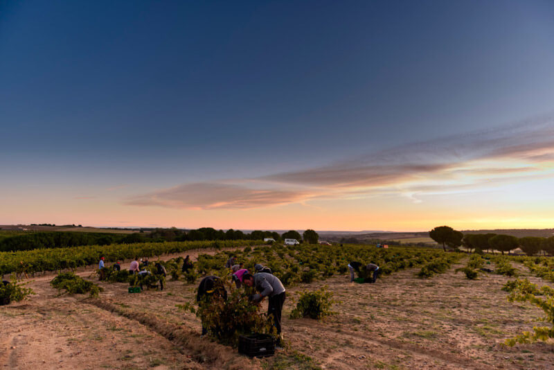 weingut-bodegas_piedra-weinberg-2 weingut-bodegas_piedra-weinberg-2