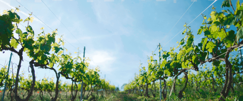 In den Weinbergen des Schlosses