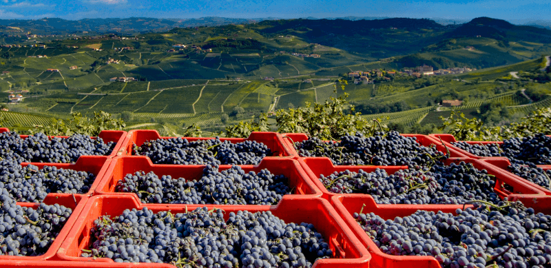 Uvas Nebbiolo para Barolo Uvas Nebbiolo para Barolo