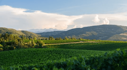 vastas vinhas Rothschild