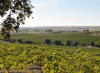 Adega Dehesa La Granja