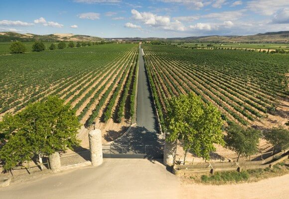 Longas fileiras de vinhas de Baron de Ley