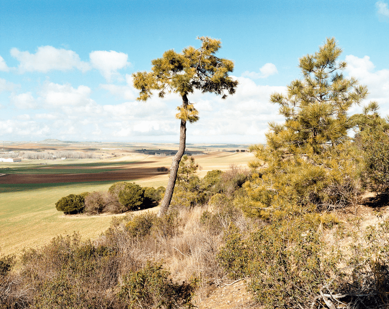 Telmo Rodriguez Região