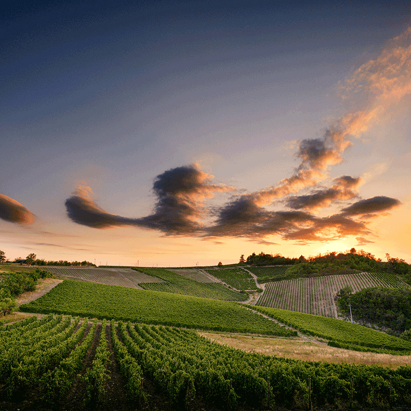 Vigneti Massa Weinberge