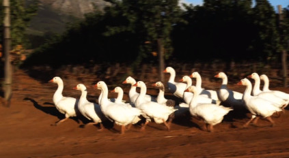Os gansos marcham pelas vinhas Os gansos marcham pelas vinhas