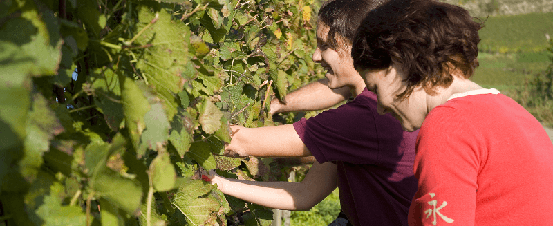 Casa do Vinho Wasenweiler Winzer Mulheres Vinicultoras