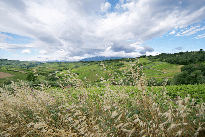 Feudi Bizantini Weinberge