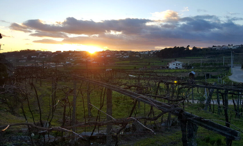 Vinhas da Quinta da Lixa com pérgulas