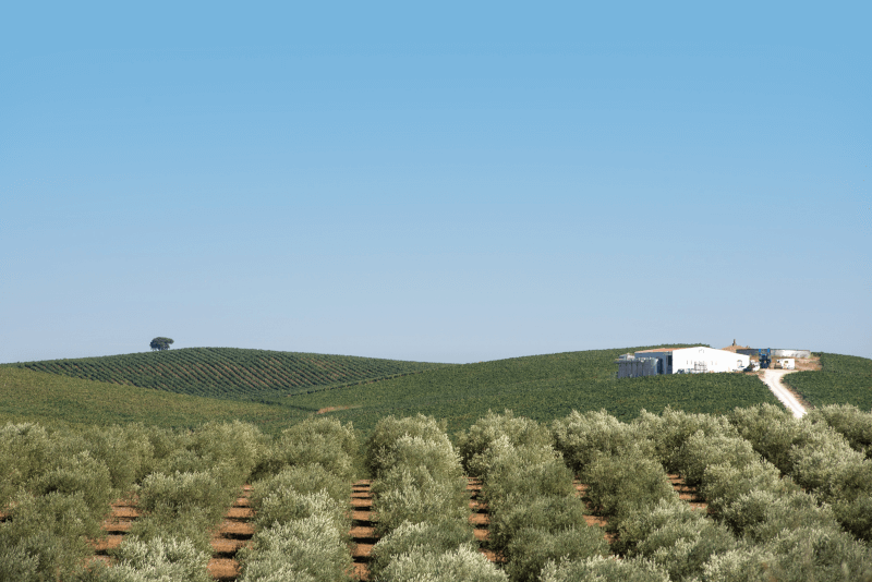 Quinta das Arcas Weinberge Quinta das Arcas Weinberge