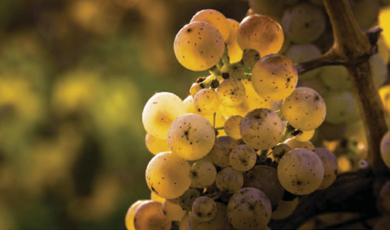 Weingut Espenhof uvas